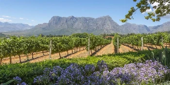 South Africa Small Group Golf Tour Vacation Package Cape Winelands - PerryGolf + Azamara Cruises